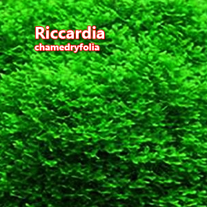 Riccardia chamedryfolia